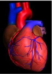 Heart vasculature