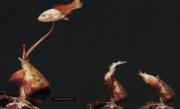 Natural Ziconotide from Conus Magnus