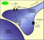 Ziconotide Mechanism of Action