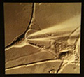 Scanning electromicrograph of a nerve ending