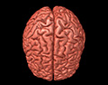 cortical surface